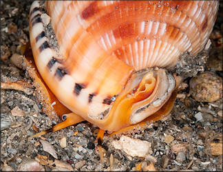 Cypraecassis testiculus (Linnaeus, 1758) Reticulate Cowrie-helmet