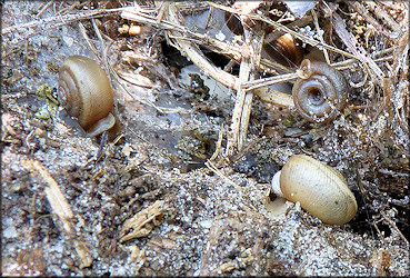 Daedalochila uvulifera (Shuttleworth, 1852) In Situ Under Large Board (10/10/2010)