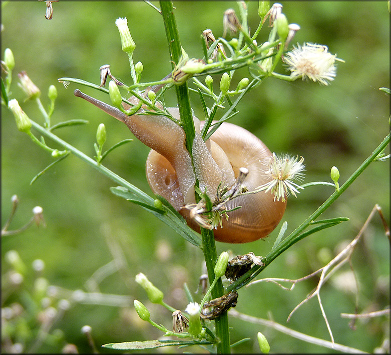 Mesodon thyroidus (Say, 1817) White-lip Globe In Situ