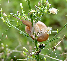 Mesodon thyroidus (Say, 1817) White-lip Globe In Situ