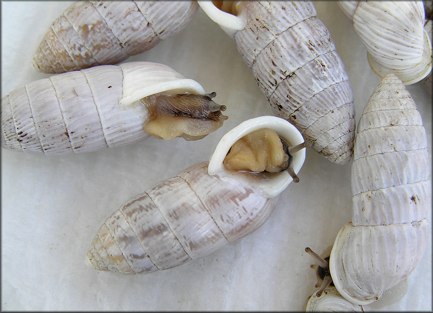 Cerion tridentatum costellatum Pilsbry, 1946