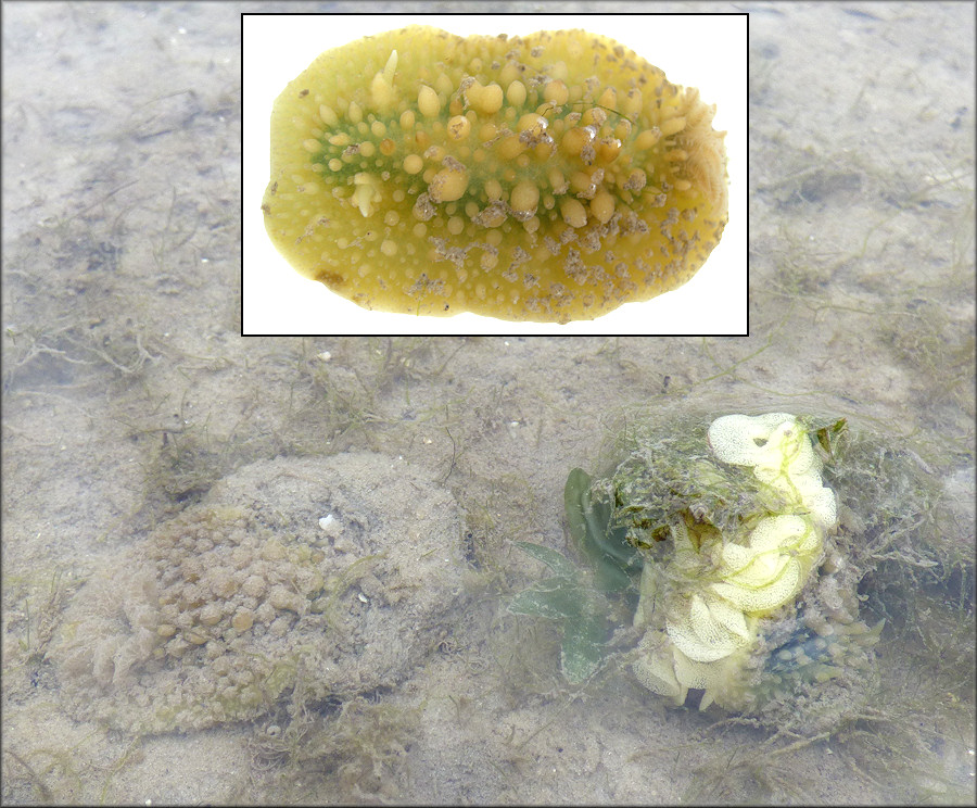 Dendrodoris warta Ev. Marcus and Gallagher, 1976 Warty Porostome With Eggs