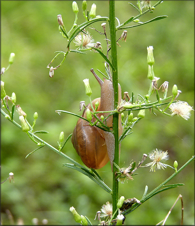 Mesodon thyroidus (Say, 1817) White-lip Globe In Situ