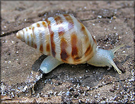 Drymaeus dormani (W. G. Binney, 1857) Manatee Treesnail Juvenile