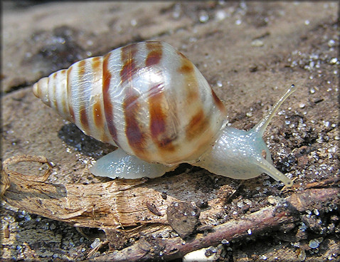 Drymaeus dormani (W. G. Binney, 1857) Manatee Treesnail Juvenile