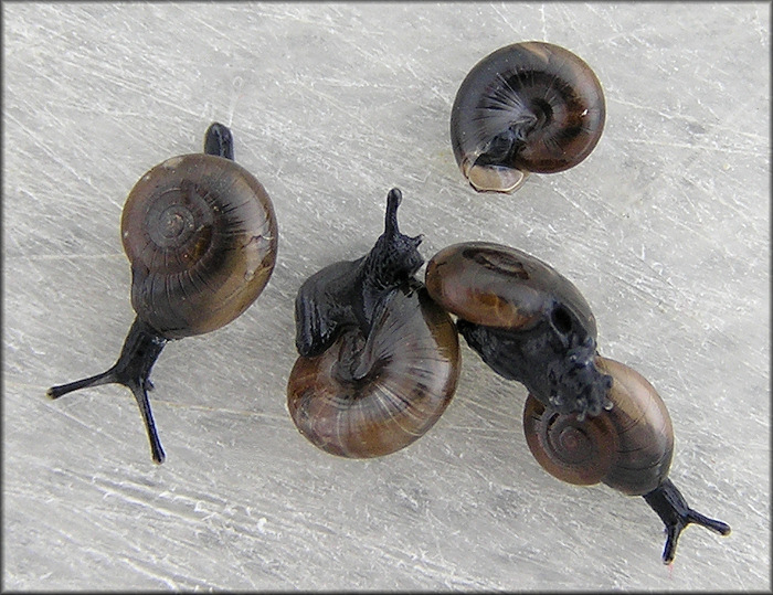 Glyphyalinia umbilicata (Singley in Cockerell, 1893) Texas Glyph