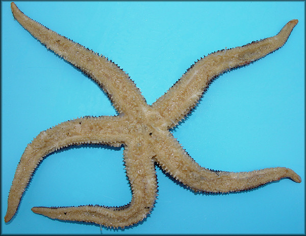 Lethasterias nanimensis (Verrill, 1914) "Black-spined Star"