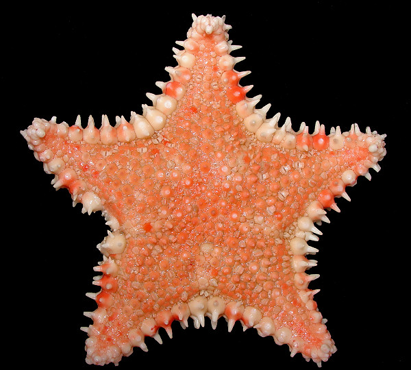 Hippasteria armata Fisher, 1910 Armored Spiny Star