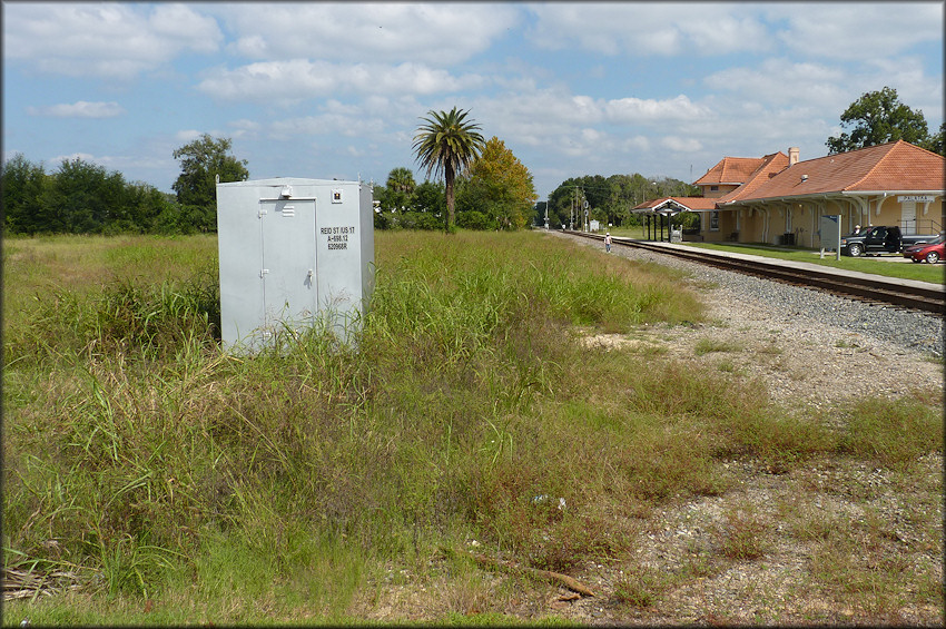 Bulimulus sporadicus (d’Orbigny, 1835) Habitat In Palatka, Florida (10/11/2012)