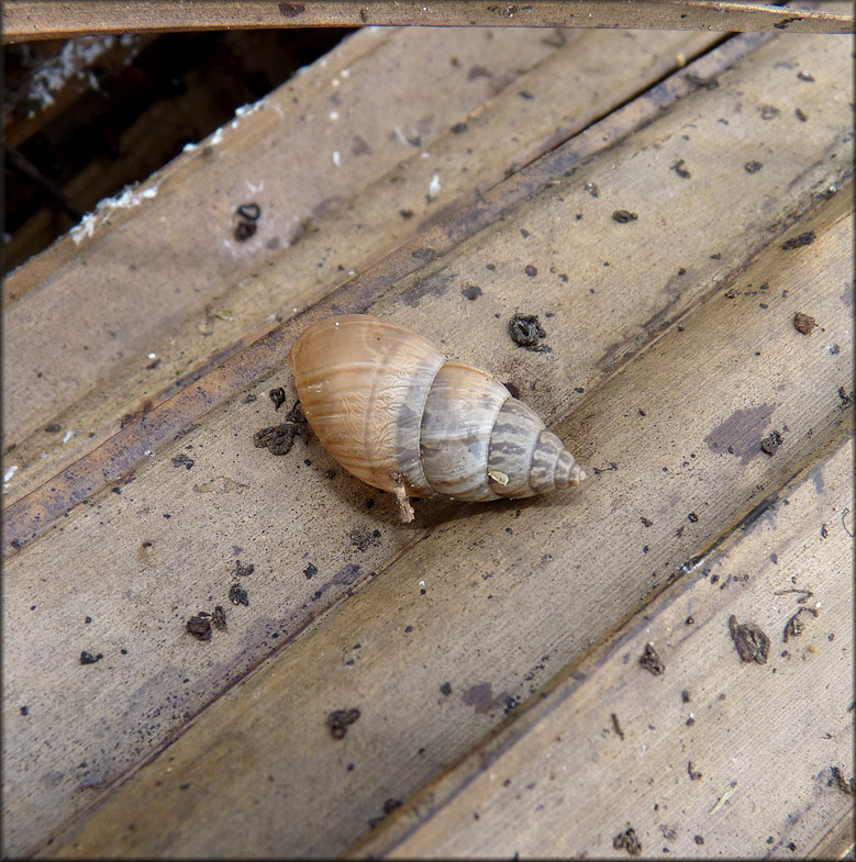 Bulimulus sporadicus (d’Orbigny, 1835) In Situ