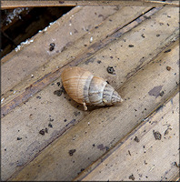 Bulimulus sporadicus (d’Orbigny, 1835) In Situ