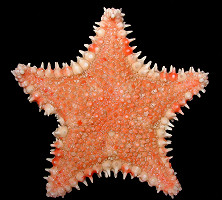 Hippasteria armata Fisher, 1910 Armored Spiny Star