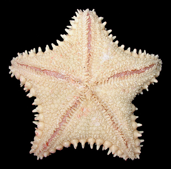 Hippasteria armata Fisher, 1910 Armored Spiny Star