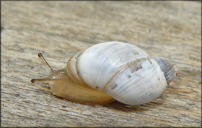 Succinea campestris Say, 1818 Crinkled Ambersnail