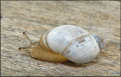 Succinea campestris Say, 1818 Crinkled Ambersnail