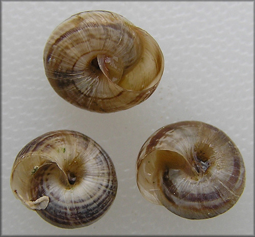 Cernuella cisalpina (Rossmssler, 1837) Maritime Gardensnail