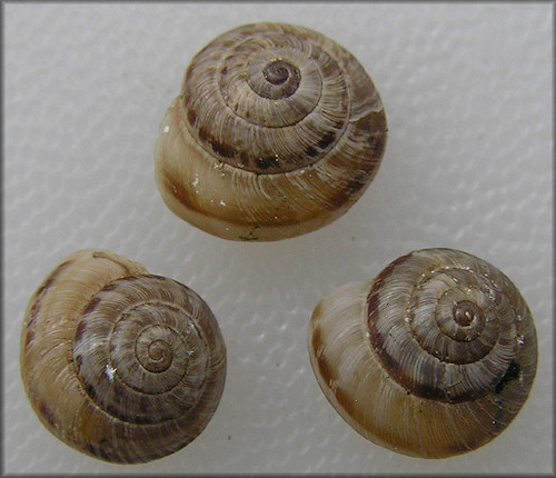 Cernuella cisalpina (Rossmssler, 1837) Maritime Gardensnail