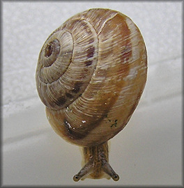 Cernuella cisalpina (Rossmssler, 1837) Maritime Gardensnail