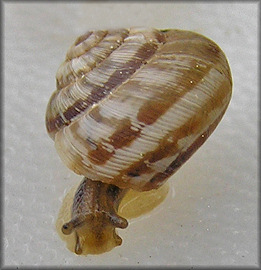 Cernuella cisalpina (Rossmssler, 1837) Maritime Gardensnail