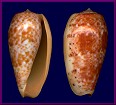 Conus bullatus Linnaeus, 1758