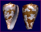 Conus purpurascens G. B. Sowerby I, 1833