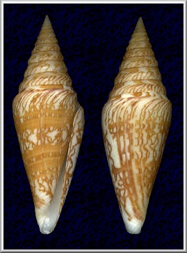 Conus excelsus G. B. Sowerby III, 1908