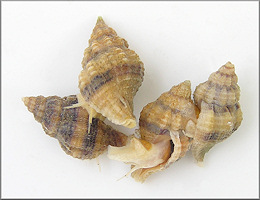 Urosalpinx cinerea (Say, 1822) Atlantic Oyster Drill