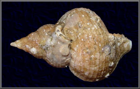 Neptunea insularis Dall, 1895