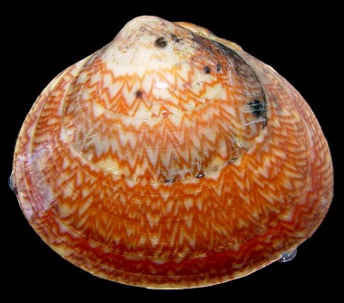 Serripes groenlandicus (Mohr, 1786) Greenland Smoothcockle