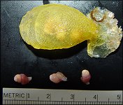 Neptunea species B egg capsule and embryos