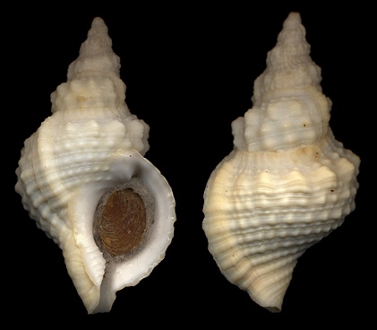 Sassia subdistorta (Lamarck, 1822)