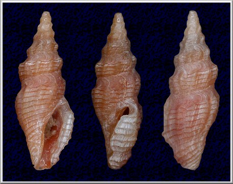 Lioglyphostoma species 1