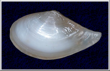 Nuculana verrilliana (Dall, 1886)