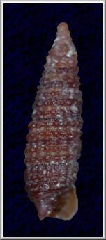Cerithiopsis fusiformis (C. B. Adams, 1850)