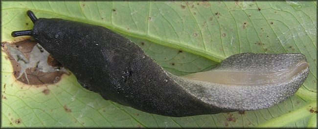 Belocaulus angustipes (Heynemann, 1885) Black-velvet Leatherleaf