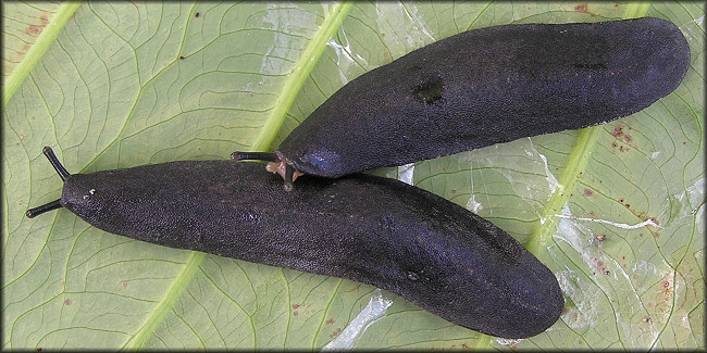 Belocaulus angustipes (Heynemann, 1885) Black-velvet Leatherleaf