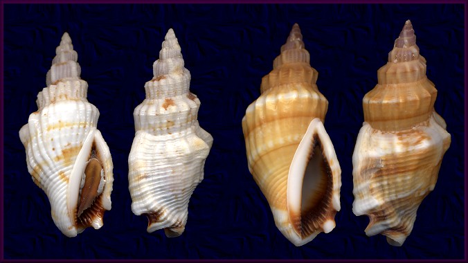 Canarium erythrinum (Dillwyn, 1817)