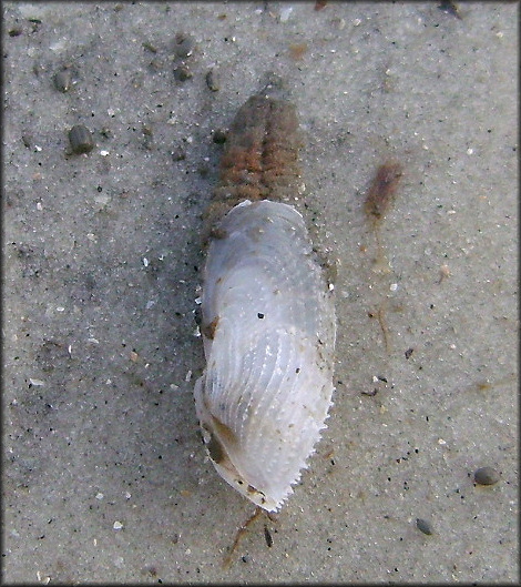 Barnea truncata (Say, 1822) Atlantic Mud-piddock