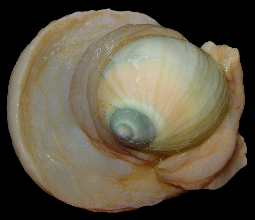 Bulbus fragilis (Leach, 1819) Fragile Moonsnail