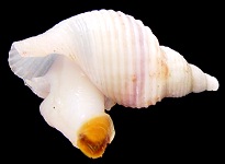 Volutopsius species A