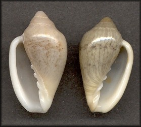 Marginella lineolata G. B. Sowerby III, 1886