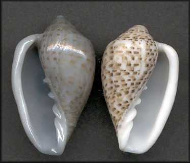 Marginella mosaica G. B. Sowerby II, 1846