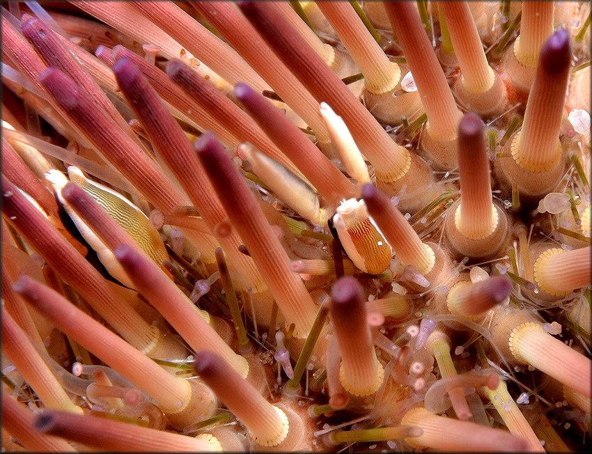Lytechinus variegatus (Lamarck, 1816) Variegated Sea Urchin Close Up Of Spines