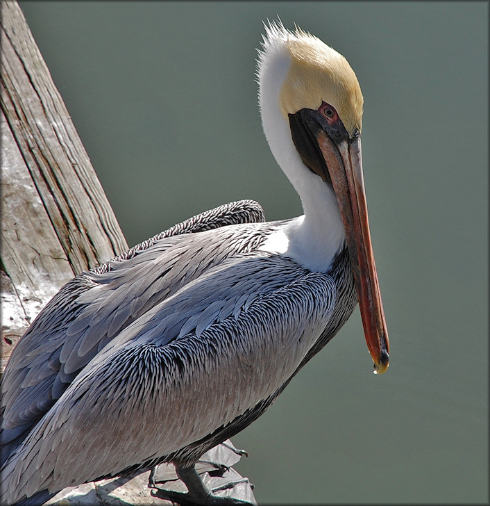 Pelecanus occidentalis Brown Pelican