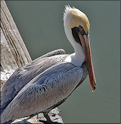 Pelecanus occidentalis Brown Pelican