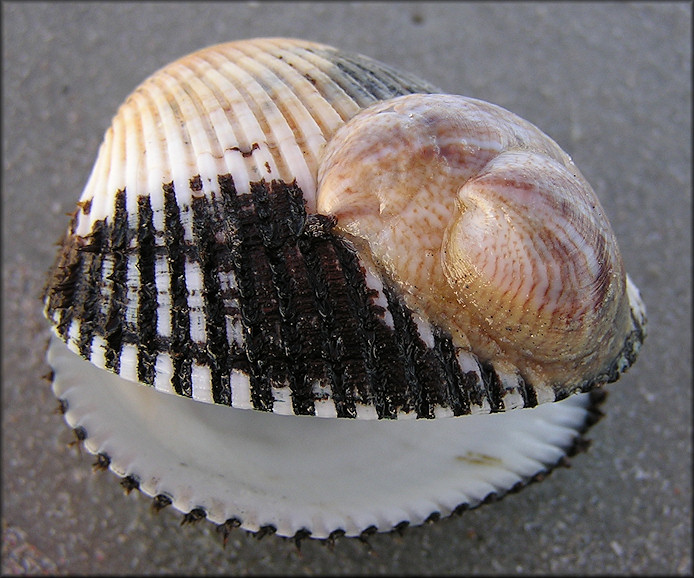 Crepidula fornicata (Linnaeus, 1758) Common Atlantic Slippersnail