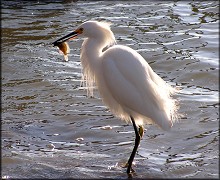 Egretta thula Snowy Egret