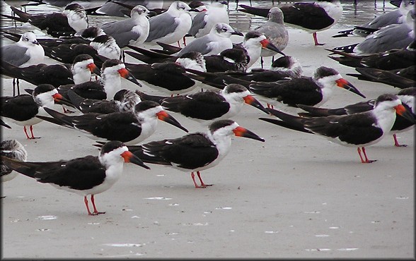 Rhynchops niger Black Skimmer