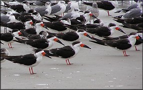 Rhynchops niger Black Skimmer