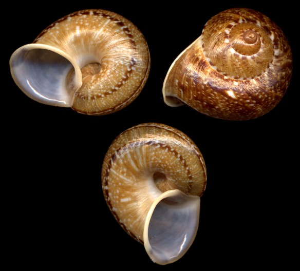 Cyclophorus perdix Broderip and Sowerby, 1829